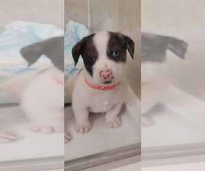 Border Collie-Unknown Mix Dogs for adoption in Brewster, NY, USA