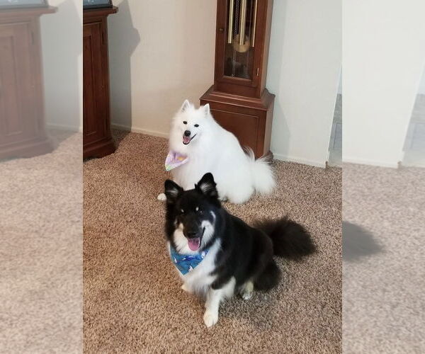 Medium Photo #3 Mutt Puppy For Sale in Davis, CA, USA
