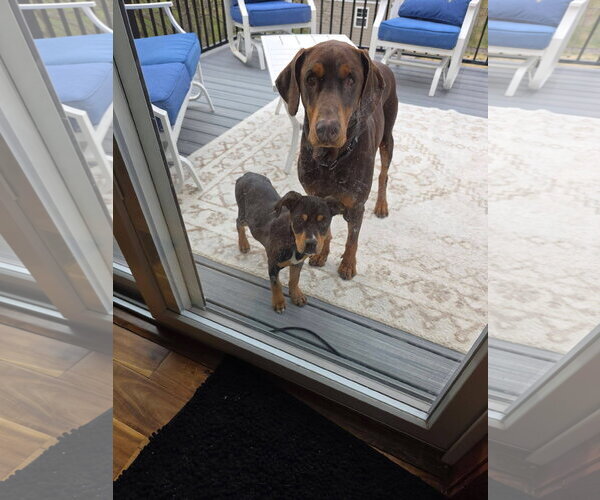 Medium Photo #6 Doberman Pinscher Puppy For Sale in Minneaoplis, MN, USA