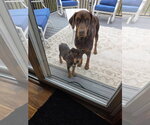 Small #5 Doberman Pinscher