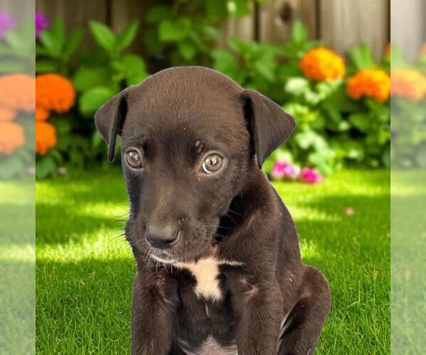 Medium Photo #5 Labrador Retriever-Unknown Mix Puppy For Sale in San Diego, CA, USA