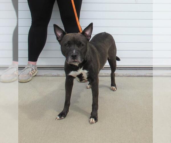 Medium Photo #1 American Pit Bull Terrier-Unknown Mix Puppy For Sale in Louisville, KY, USA