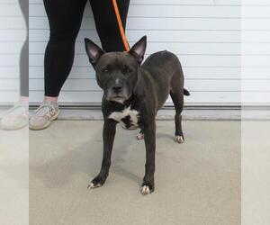 American Pit Bull Terrier-Unknown Mix Dogs for adoption in Louisville, KY, USA