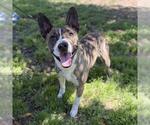 Small Staffordshire Bull Terrier Mix
