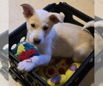 Small #2 Labrador Retriever Mix