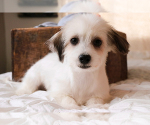 Coton de Tulear Puppy for sale in SYRACUSE, IN, USA