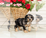 Small #4 Cocker Spaniel-Poodle (Miniature) Mix