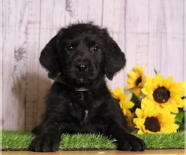 Medium Photo #1 Rottle Puppy For Sale in FREDERICKSBG, OH, USA