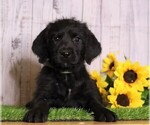 Small Photo #1 Rottle Puppy For Sale in FREDERICKSBG, OH, USA