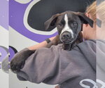 Small #5 American Staffordshire Terrier Mix