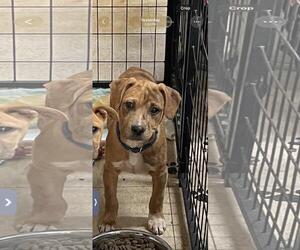 Catahoula Leopard Dog-Unknown Mix Dogs for adoption in Social Circle, GA, USA