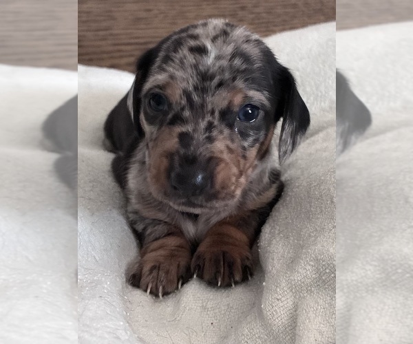 Medium Photo #1 Dachshund Puppy For Sale in SOUTHINGTON, OH, USA