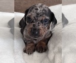 Puppy Puppy 3 Dachshund