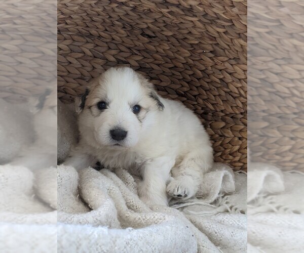 Medium Photo #11 Great Pyrenees Puppy For Sale in FALCON, CO, USA