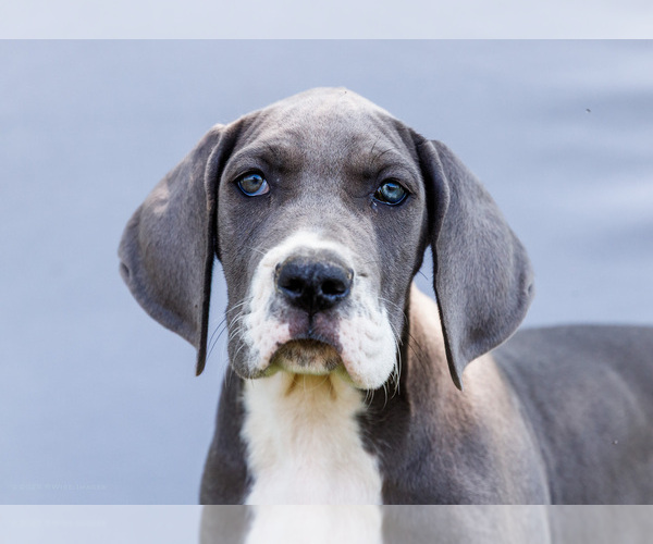 Medium Photo #7 Great Dane Puppy For Sale in WAKARUSA, IN, USA