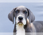 Small #6 Great Dane