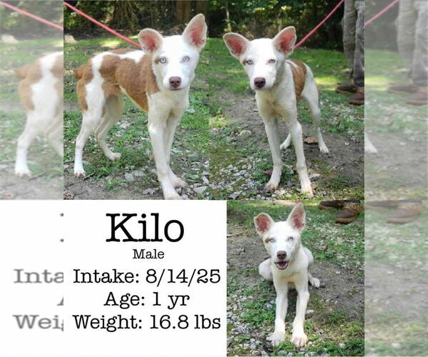 Medium Photo #1 Sheprador Puppy For Sale in Aurora, IN, USA