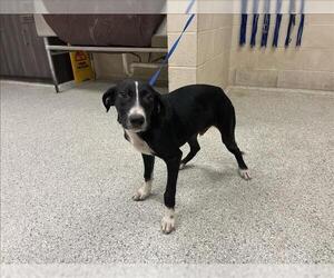 Labrador Retriever-Unknown Mix Dogs for adoption in Conroe, TX, USA