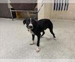Small Labrador Retriever Mix