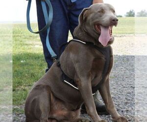 Father of the Labrador Retriever puppies born on 10/22/2020