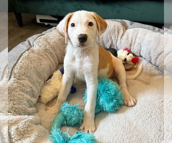 Medium Photo #3 Labbe Puppy For Sale in Chester, VA, USA