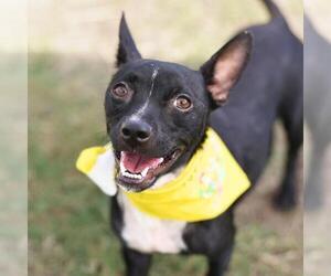 Mutt Dogs for adoption in San Antonio, TX, USA