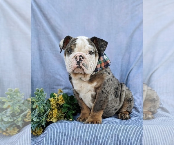 Medium Photo #3 English Bulldog Puppy For Sale in COCHRANVILLE, PA, USA