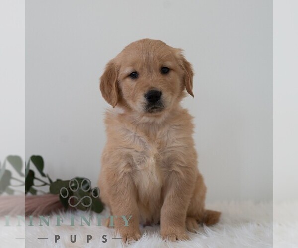 Medium Photo #6 Golden Retriever Puppy For Sale in NEWPORT, PA, USA
