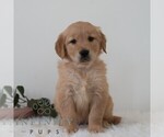 Small #5 Golden Retriever