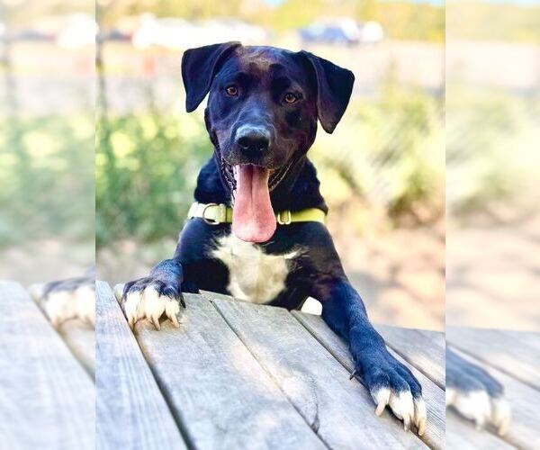 Medium Photo #6 Mutt Puppy For Sale in Elmsford, NY, USA