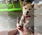 Puppy Miki Shiba Inu