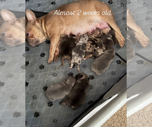 French Bulldog Litter for sale in COVINGTON, GA, USA