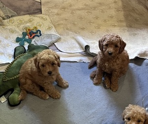 Goldendoodle (Miniature) Puppy for sale in KOKOMO, IN, USA
