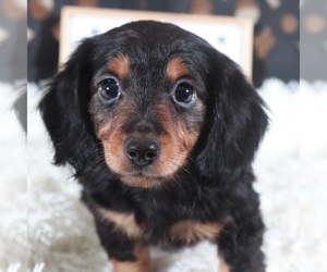 Dachshund Puppy for Sale in MOUNT VERNON, Ohio USA