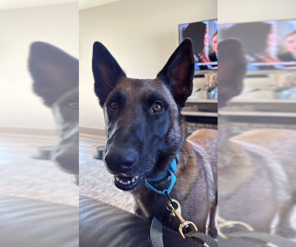 Medium Photo #3 Mutt Puppy For Sale in Imlay City, MI, USA