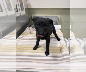 German Shepherd Dog-Unknown Mix Dogs for adoption in Upland, CA, USA