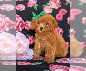 Poodle (Miniature) Puppy for sale in NOTTINGHAM, PA, USA