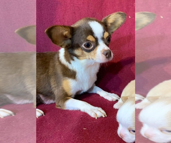 Medium Photo #1 Chihuahua Puppy For Sale in ABILENE, KS, USA