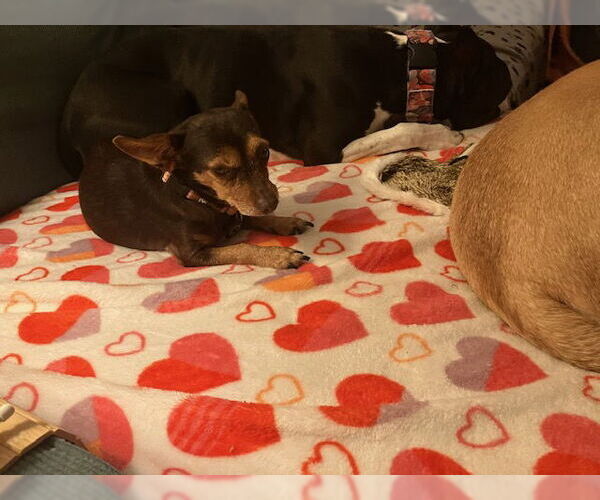 Medium Photo #13 Rat-Cha Puppy For Sale in Princeton, MN, USA