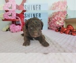 Small Photo #2 Labradoodle Puppy For Sale in COLLEGE STA, TX, USA