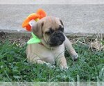 Small Photo #2 Pug-Puggle Mix Puppy For Sale in VICTORIA, VA, USA
