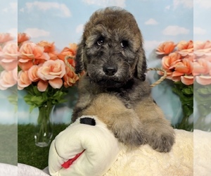 Goldendoodle Puppy for sale in AUBURN, IN, USA