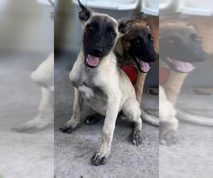 Mutt Dogs for adoption in San Antonio, TX, USA