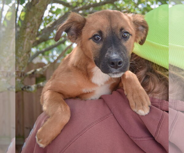 Medium Photo #5 Mutt Puppy For Sale in Huntley, IL, USA