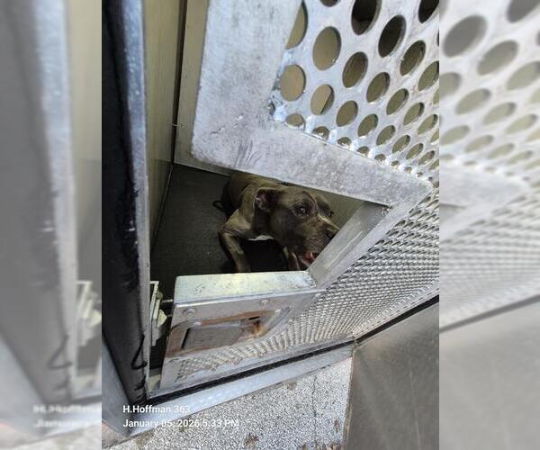 Medium Photo #1 American Staffordshire Terrier-Unknown Mix Puppy For Sale in San Antonio, TX, USA