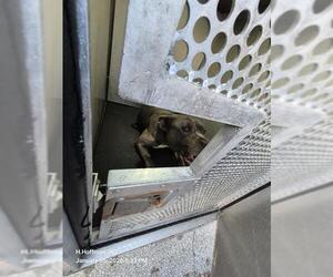 American Staffordshire Terrier-Unknown Mix Dogs for adoption in San Antonio, TX, USA