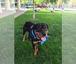 Small Photo #3 Rottweiler Puppy For Sale in GARLAND, TX, USA