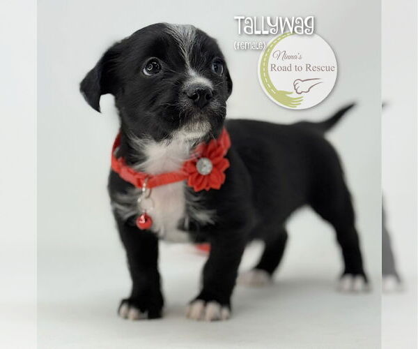 Medium Photo #1 Malteagle Puppy For Sale in Benton, LA, USA