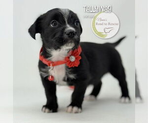 Malteagle Dogs for adoption in Benton, LA, USA