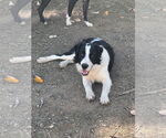 Small #5 Australian Shepherd-English Springer Spaniel Mix